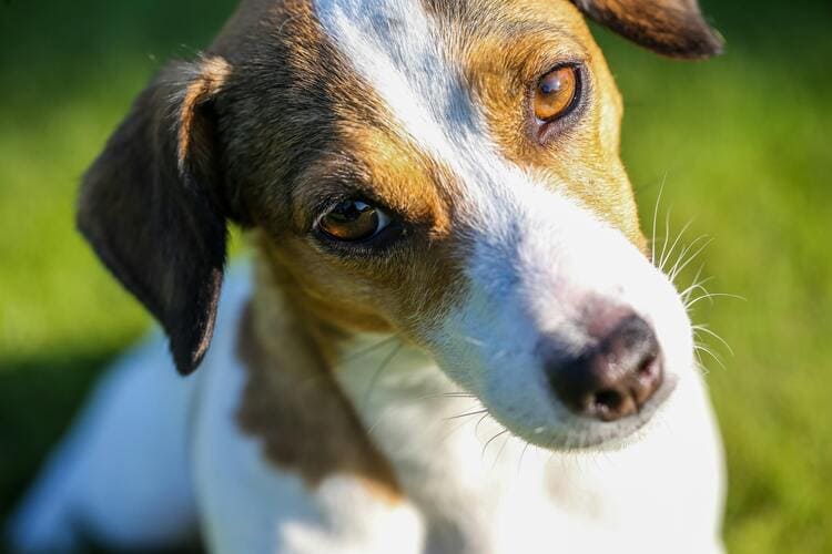 jack russell looking