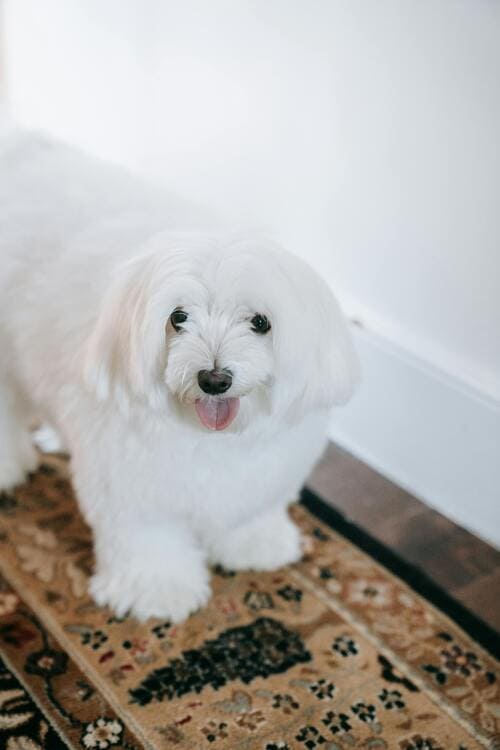 maltese indoors