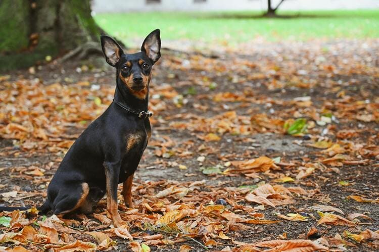 miniature pinscher park
