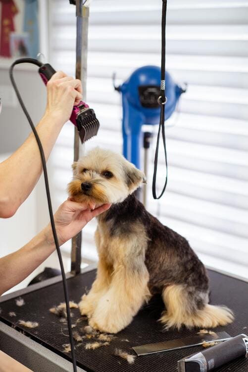 yorkshire terrier grooming