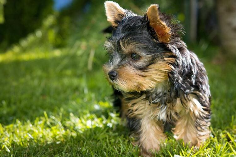 yorkshire terrier in the park