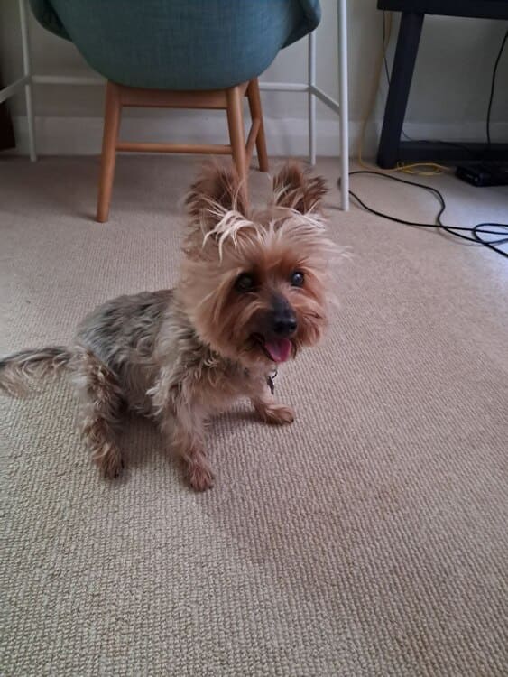 yorkshire terrier on carpet