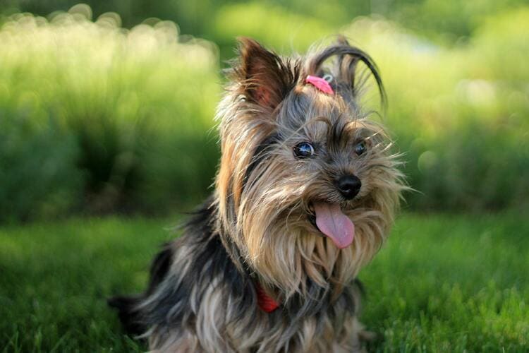 yorkshire terrier on the grass