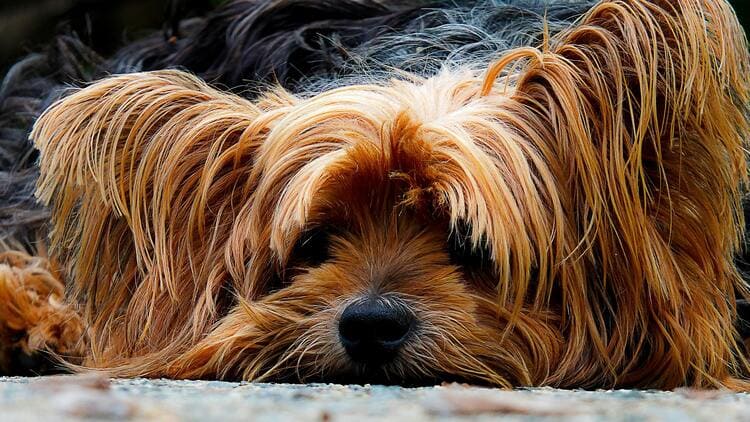 yorkshire terrier resting