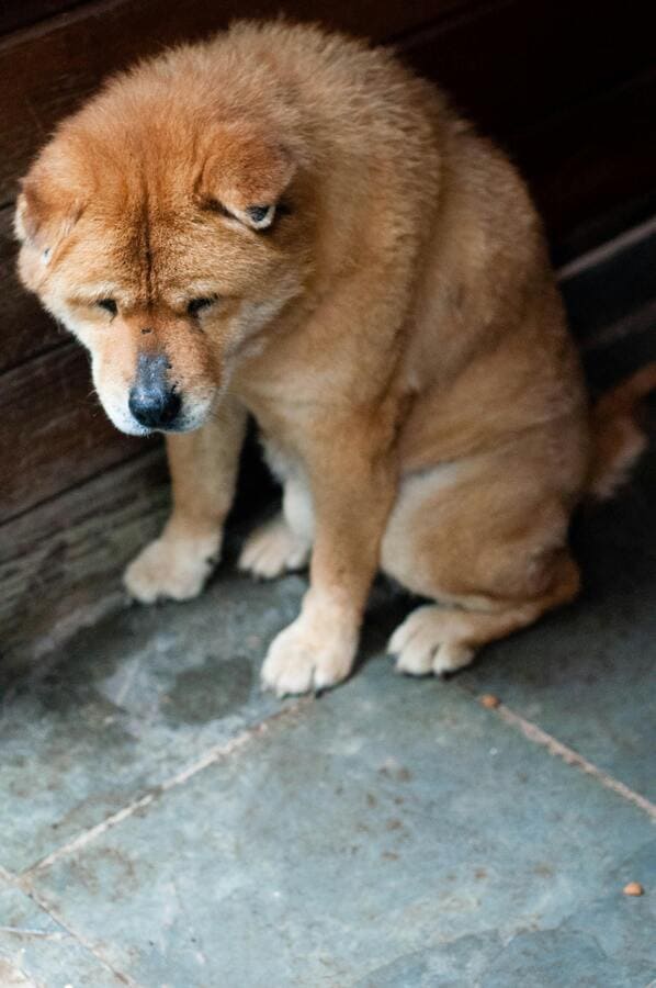 chow chow dog looking at the floor