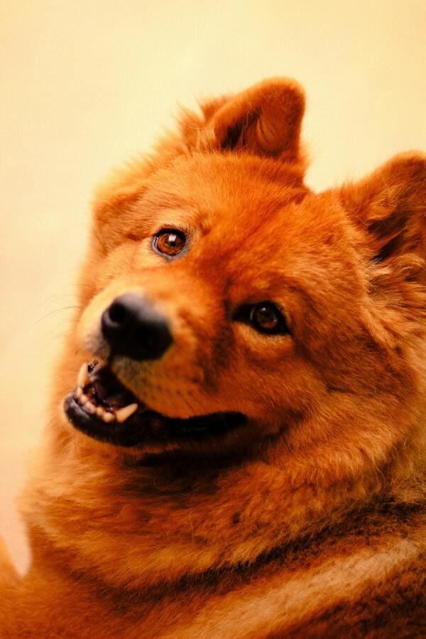 chow chow looking happy