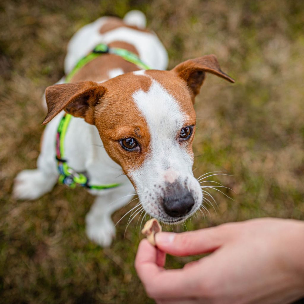 get your pups attention