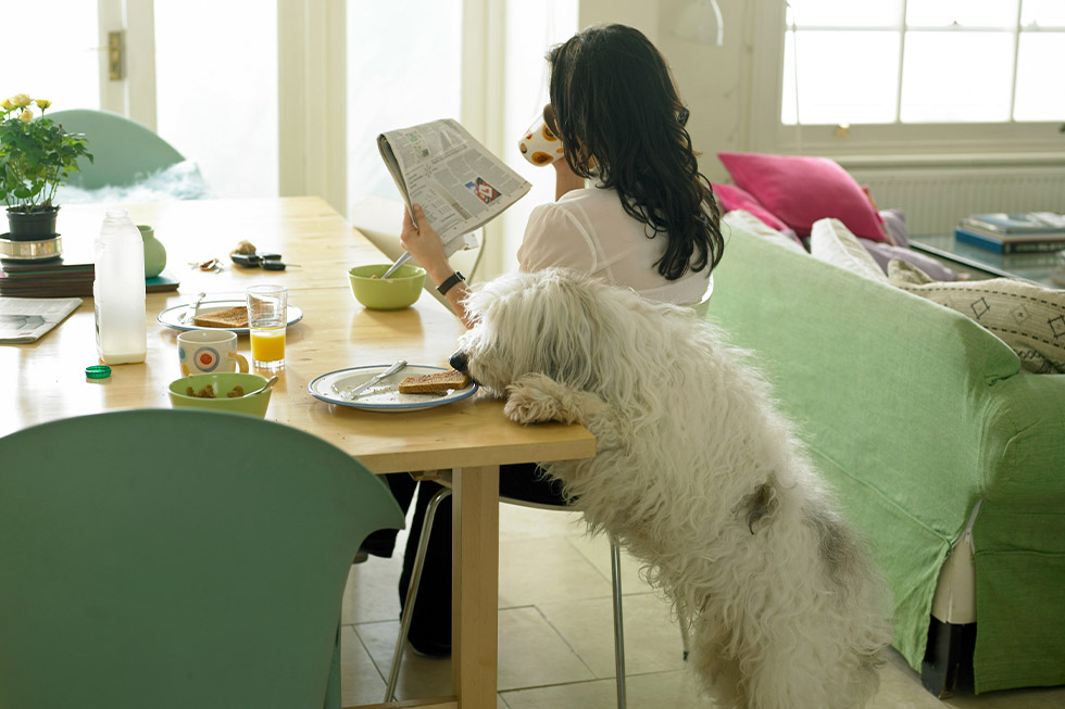 feeding pets human food2