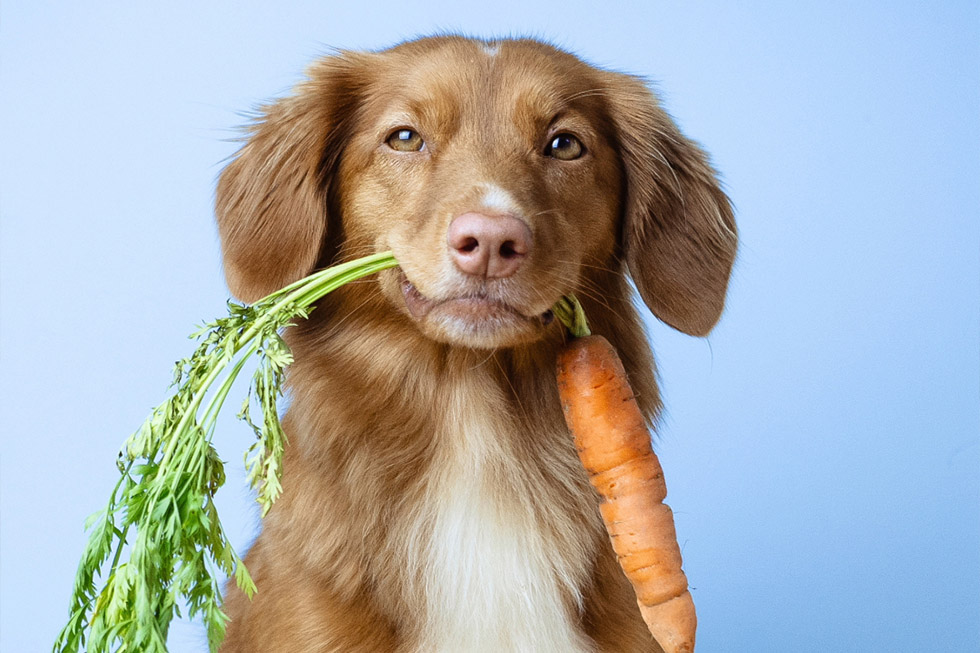 hidden danger foods pets2