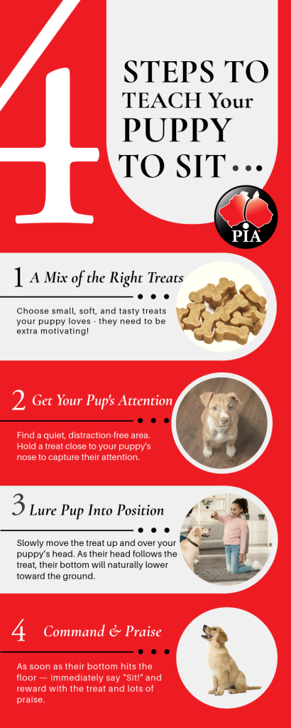 Infographic showing 4 easy steps to teach your puppy to sit – positive puppy training guide from Pet Insurance Australia.