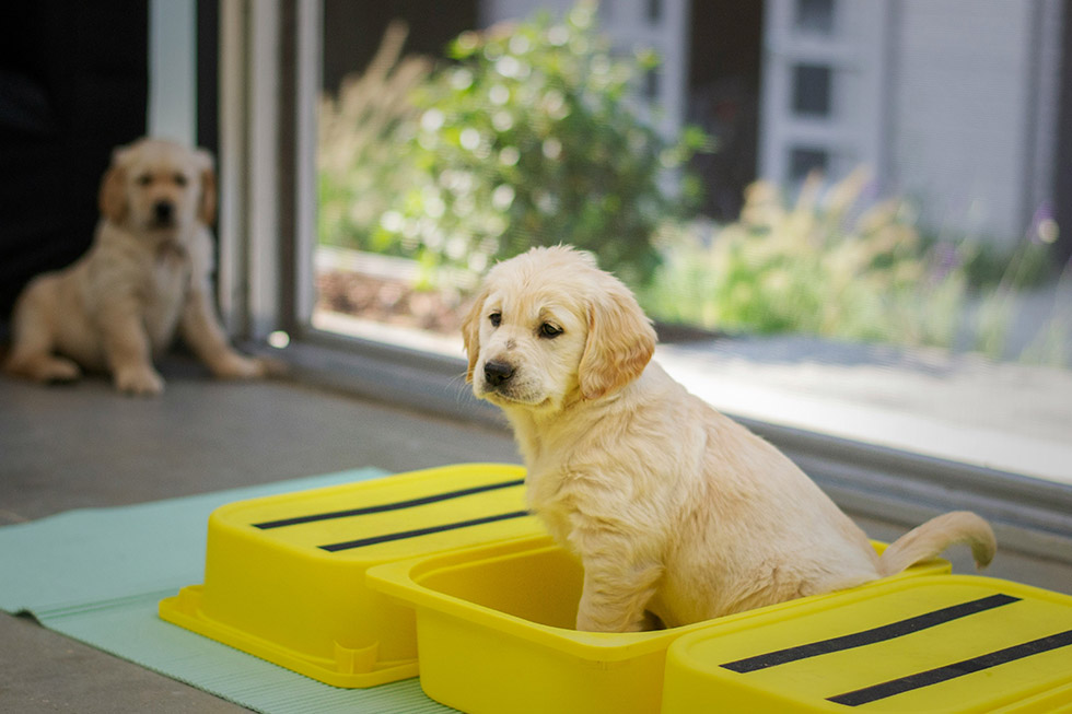 teach puppy sit