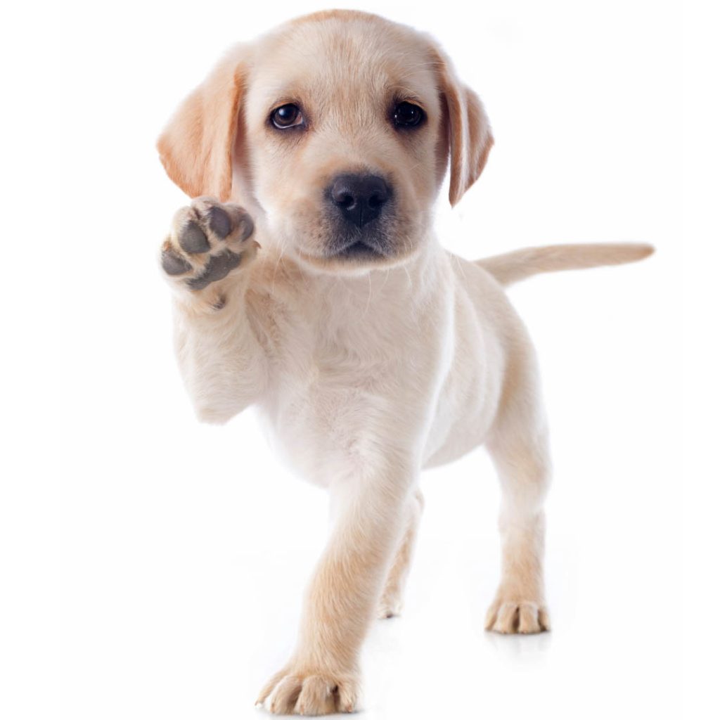 Puppy Insurance