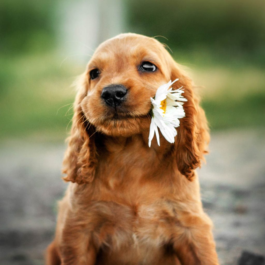 Puppy Insurance