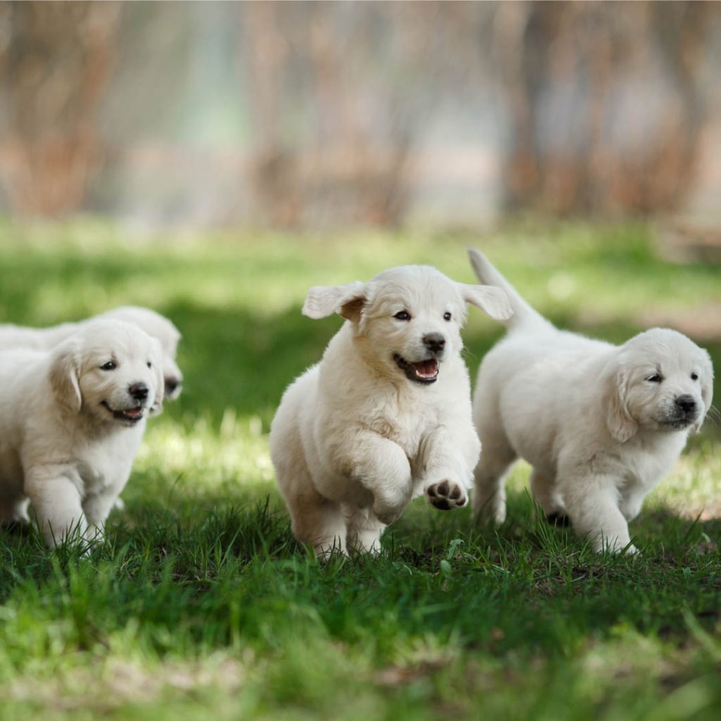 Puppy Insurance