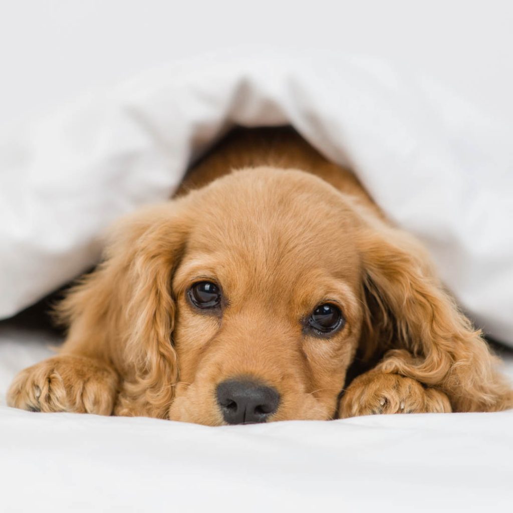 Puppy Insurance