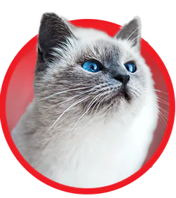 HomeButton Cat Insurance