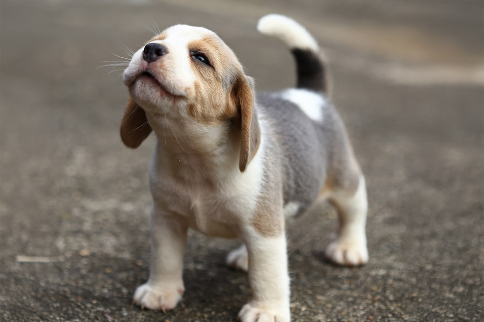 Puppy pet insurance