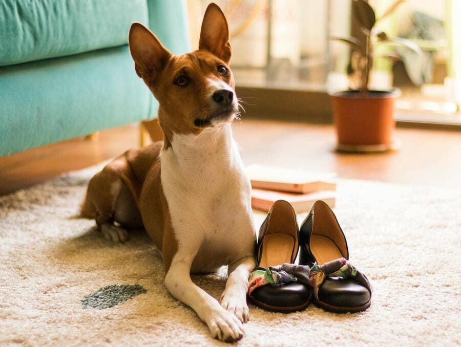 basenji dog paying attention