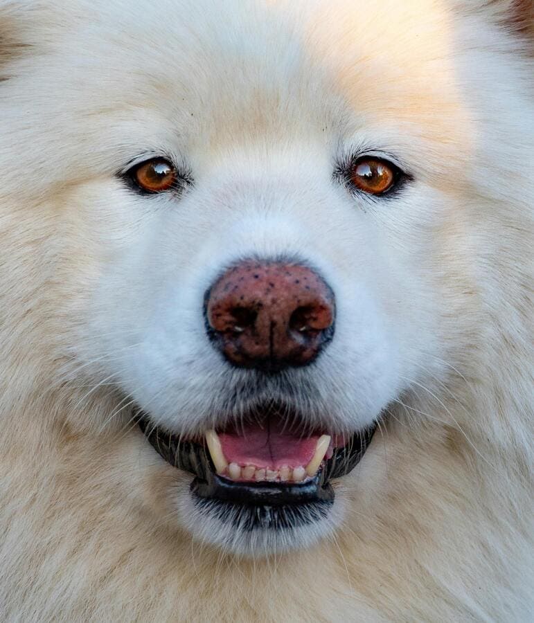 close shot of a samoyed