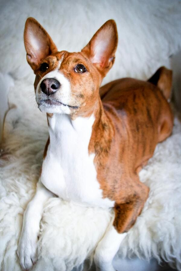close shot of basenji dog