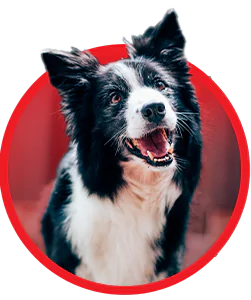 dog insurance