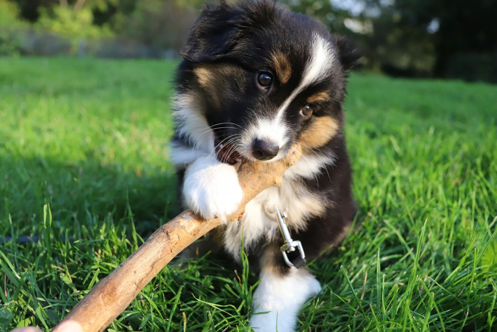puppy teething