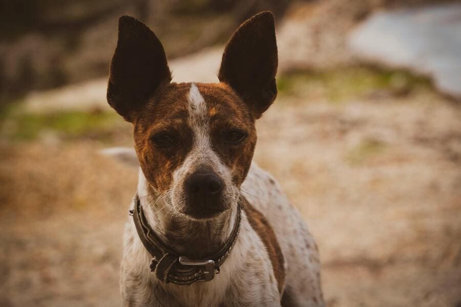 photo of a basenji dog
