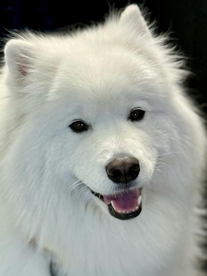 photo of a happy samoyed