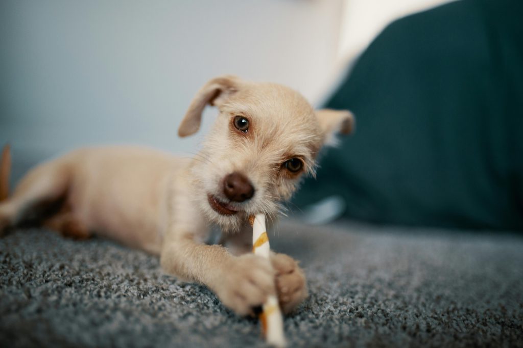 puppy chewing straw