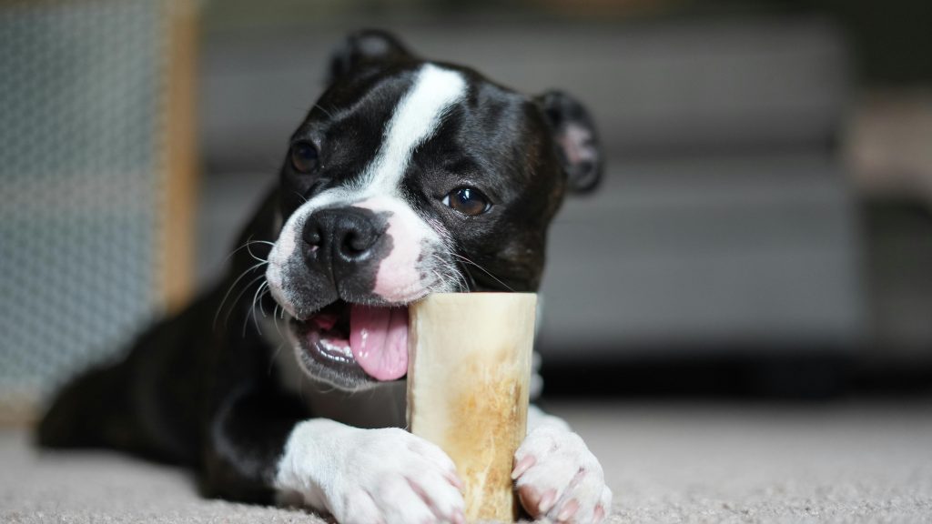 puppy teething 2
