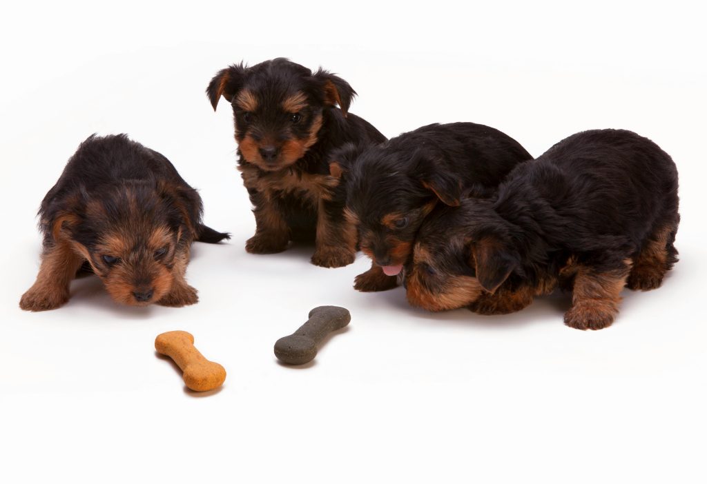 puppy teething 3