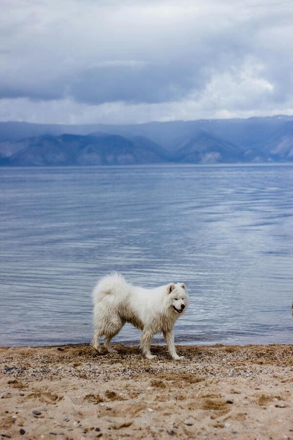 samoyed on the beach
