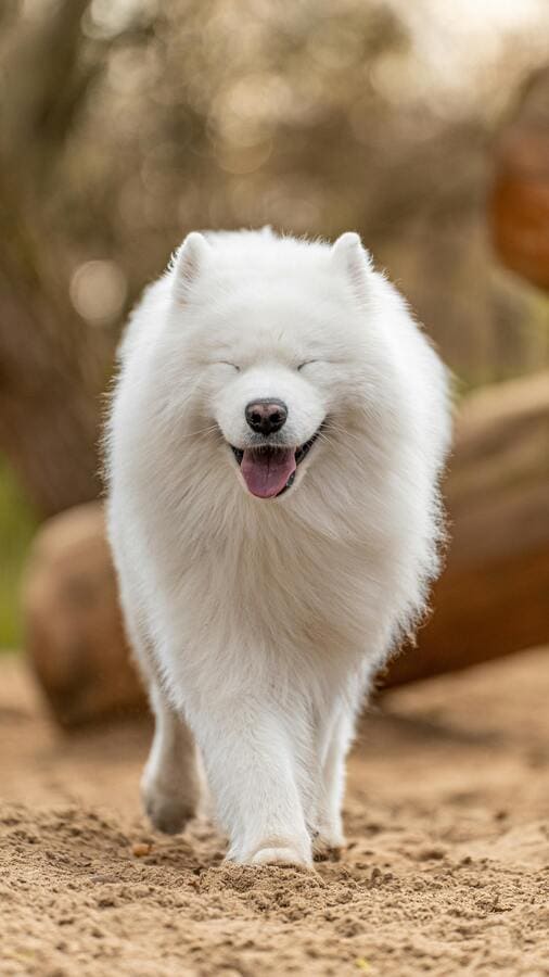 samoyed outdoors