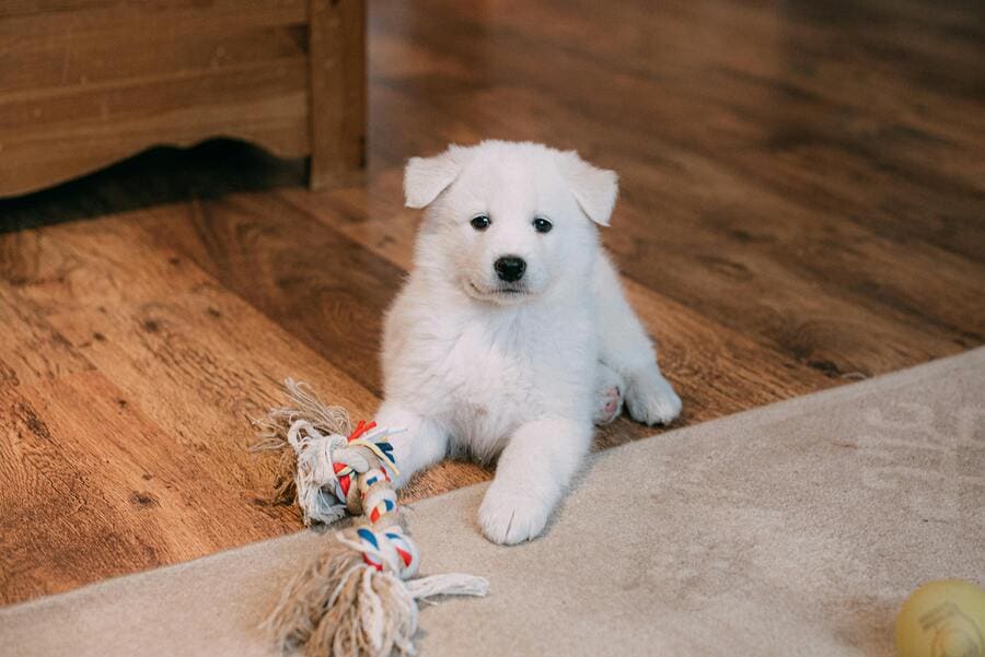 samoyed puppy playing