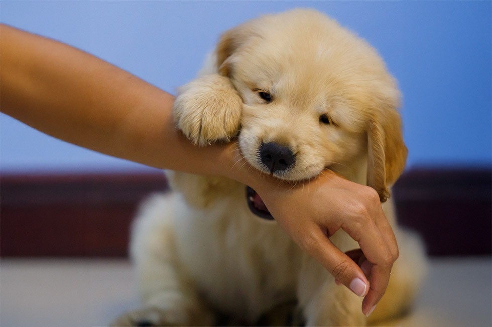 stop biting puppies