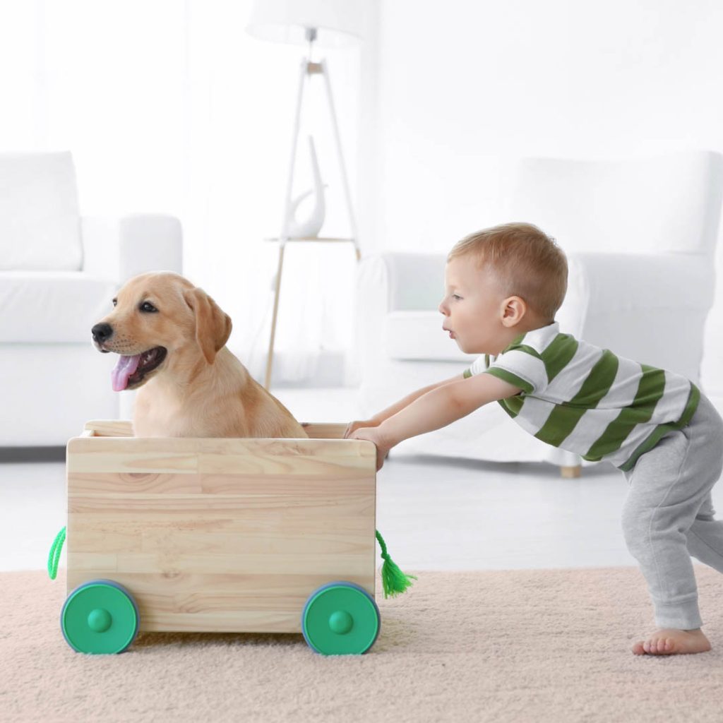 Early Puppy Socialisation