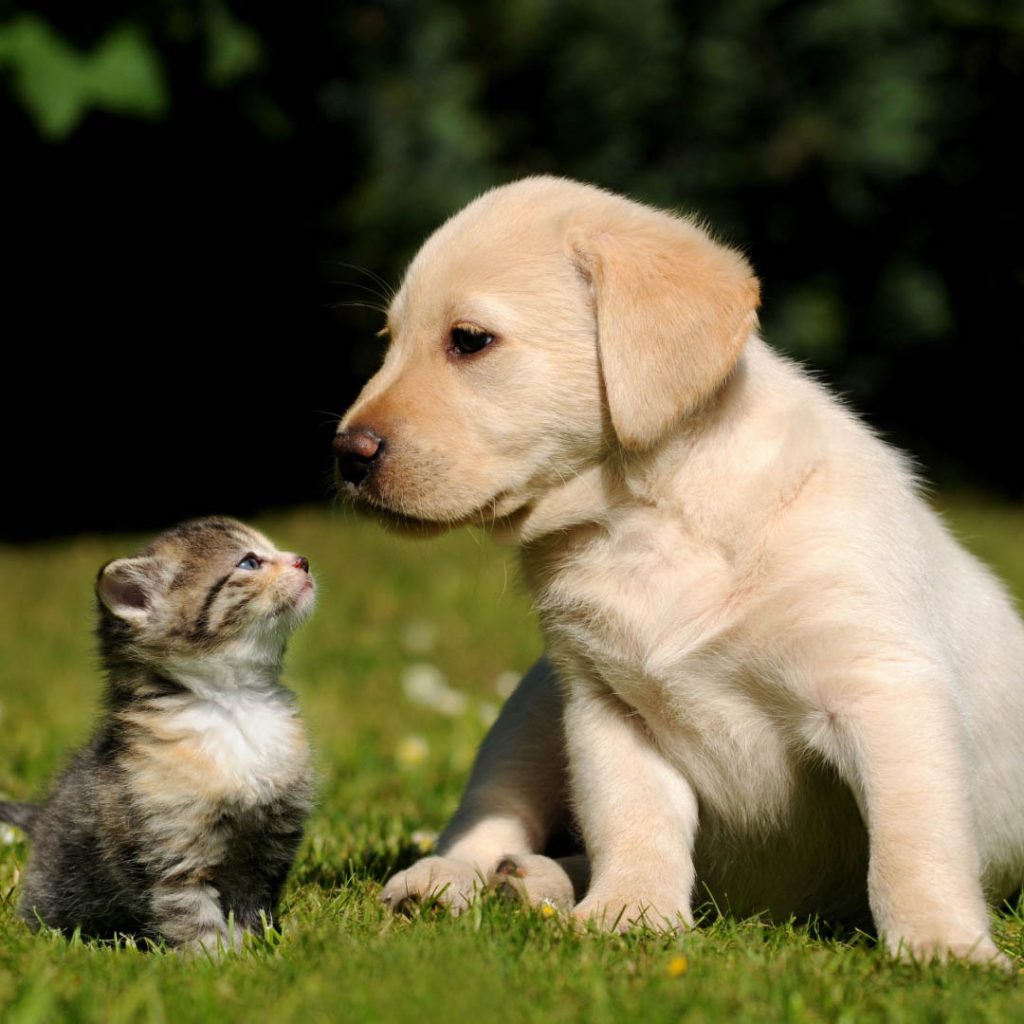 Early Puppy Socialisation