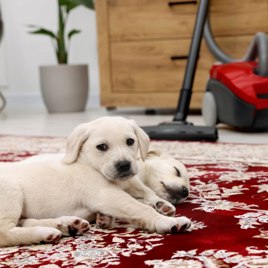 Early Puppy Socialisation