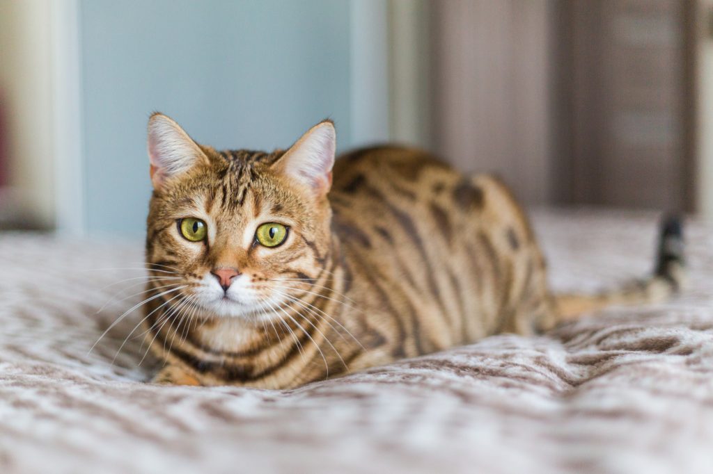 bengal 2