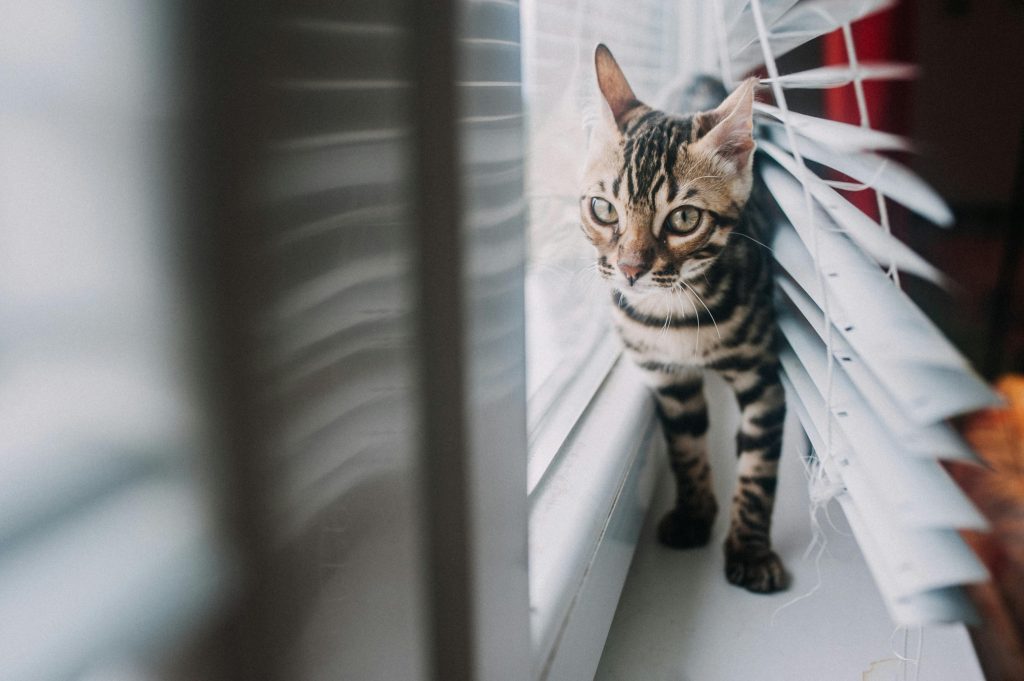 bengal 4