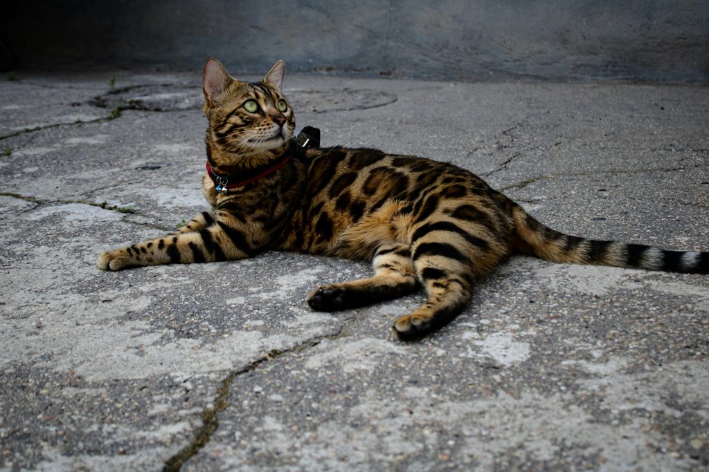 bengal 5