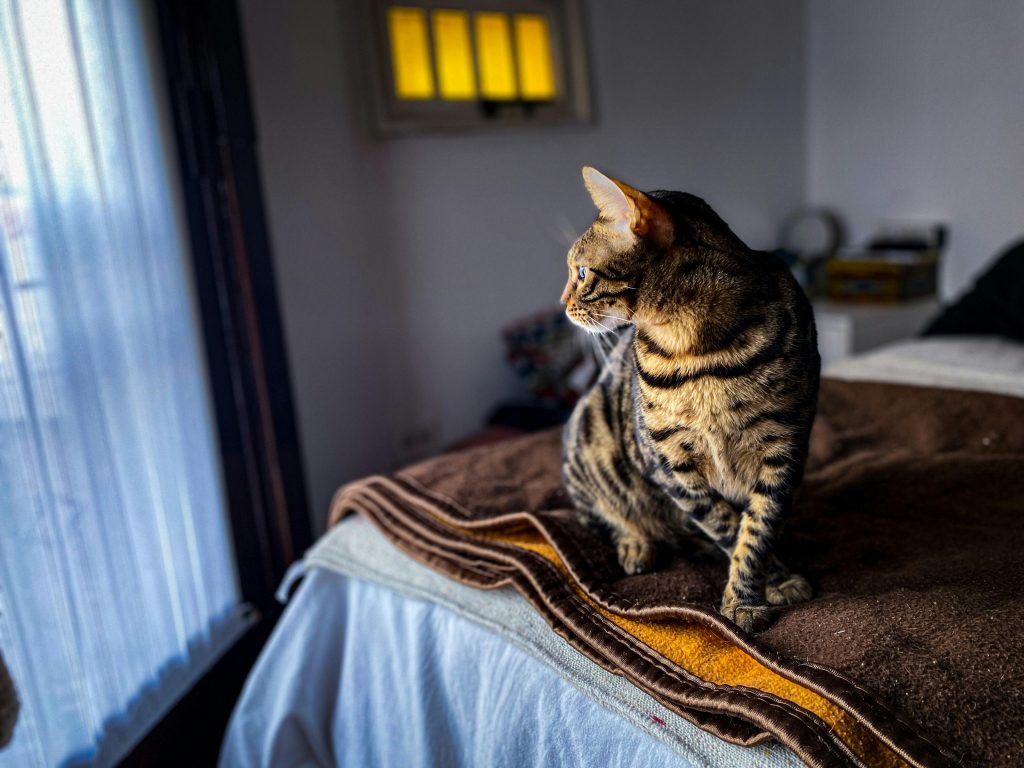 bengal 6