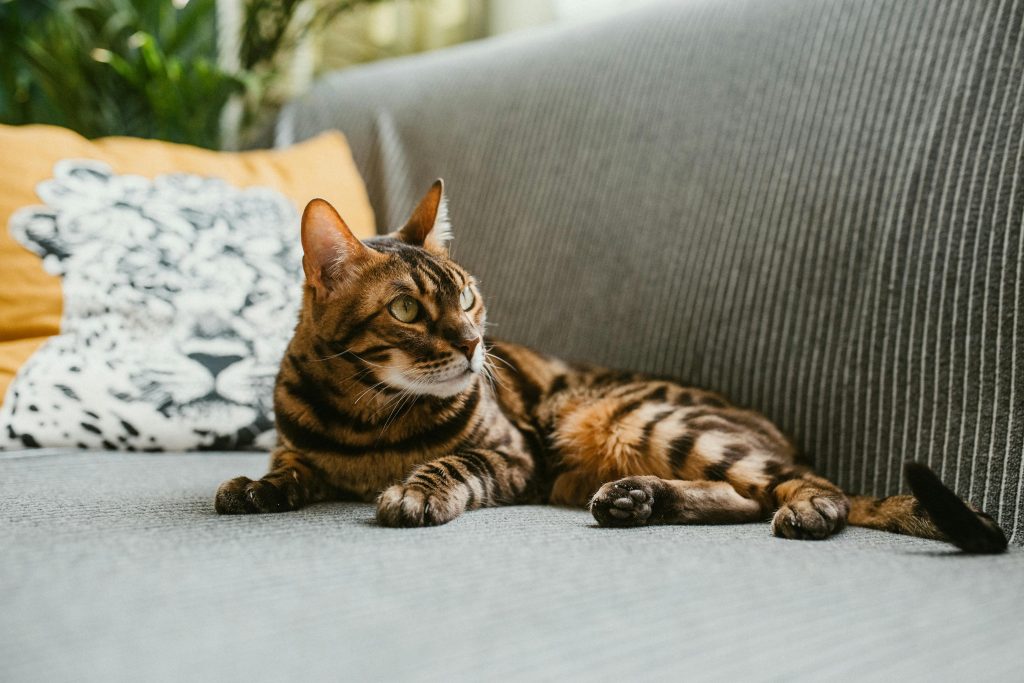 bengal 7
