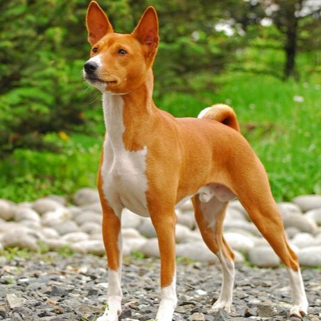 cropped basenji icon