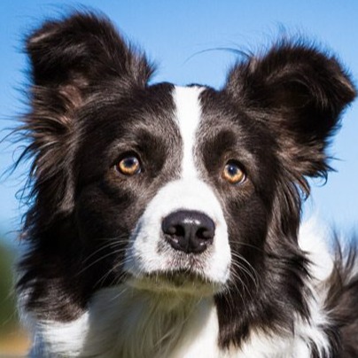 cropped border collie icon