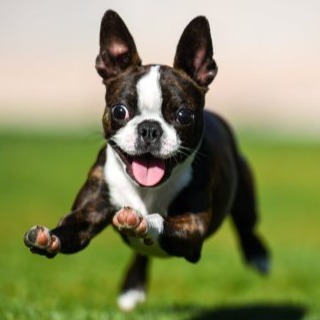cropped boston terrier icon