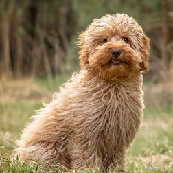cropped cavoodle icon