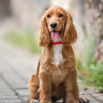 cropped cocker spaniel icon