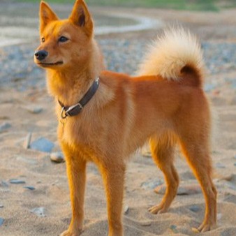 cropped finnish spitz icon