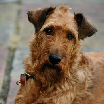 cropped irish terrier icon